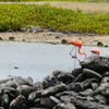 Bonaire Air  Birds