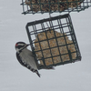 ALSO  A LITTLE DOWNEY WOODPECKER  CAME FOR LUNCH