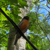 So enjoy all my  birds.  Photo