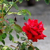 A Single Rose
