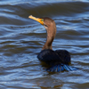Double Crested Cormorant 
