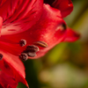 Peruvian Lily red (Alstroemeria)