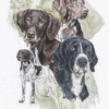 German Shorthaired Pointer Revamp