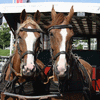 The horses of the horse tram