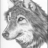 gray wolf