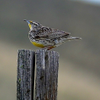 sing for me Meadow Lark