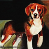 That puppy 