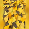 Yellow ginkgo biloba leaves.