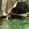 Tiger swim
