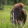 Icelandic Ponies 8 