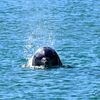 Dolphin Dana Point Harbor