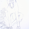 Angry Dingo