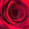 Red rose ss