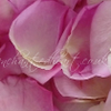 Pink Rose Petals
