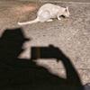 night kitty and her photographer