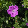 Purple Flower