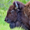 National Bison Range, Montana
