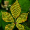 Leaf by the Trail - Victoria BC - June 7 13 2025