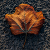 Almost Autumn - September 3  2026