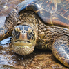 Grumpy Honu