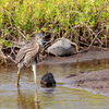 The Watchful Hunter — Juvenile Black-crowned Night Heron
