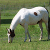 Medicine Hat Paint Horse