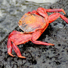 Sally Lightfoot Crab