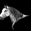 Horse Portait