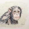 Chimp Looking at you