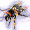 Bee
