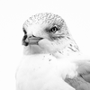 Ring billed Gull