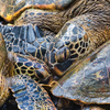 Kissing Honu