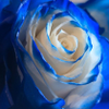 blue rose-1