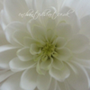 White Chrysanthemum