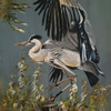 “Heron in motion”