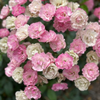 Pink Posies