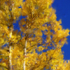 Golden Aspen
