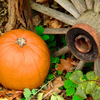 Rustic Thanksgiving Evocation