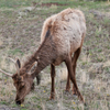 bull Elk
