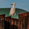 Snowy Egret at Ferry Point - March 13  2026