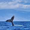 8 x10 Little Whale Tail