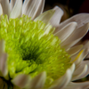 Close up white flower