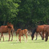 Mares 'n' Foals