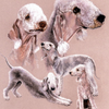 Bedlington Terrier