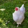 boss hen 