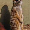 Meercat - February 6 9 2026