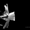 Daffodil 