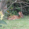 Buck Muntjac Deer