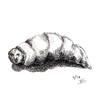 Larva