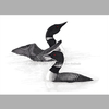 Common Loon Pair Ink Pointillism